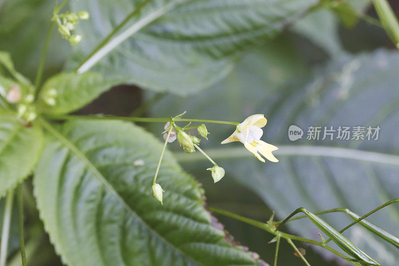 小香脂（Impatiens parviflora）